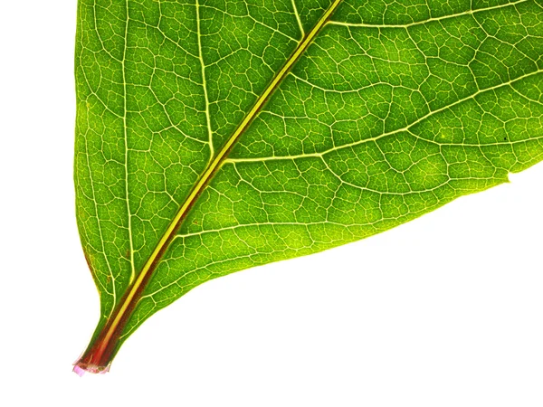 Część zielony liść na białym tle — Zdjęcie stockowe
