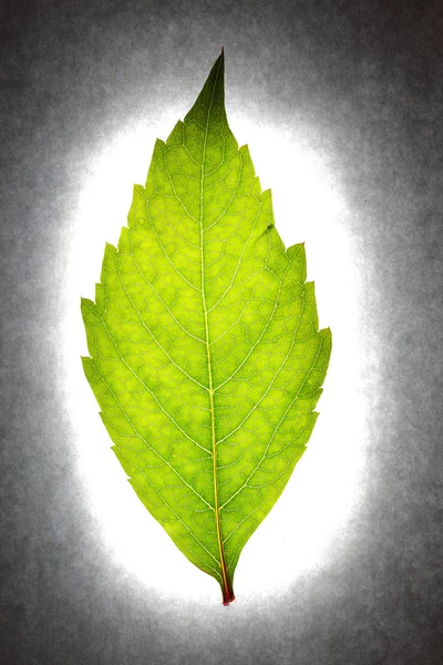 Leaf in the laboratory — Stock Photo, Image