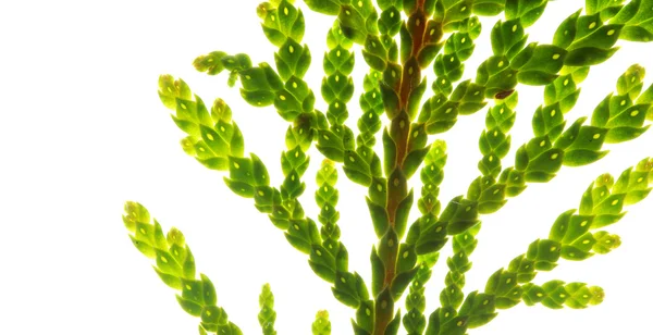 Green twig isolated on white — Stock Photo, Image