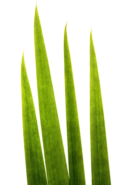 Blades of grass super macro — Stock Photo, Image