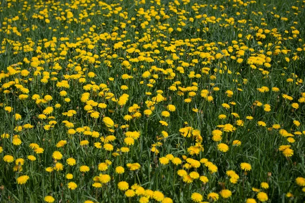 stock image Dandelion meadow