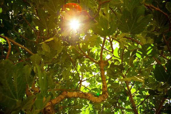 Slunce svítilo přes listí fíkovníku — Stock fotografie