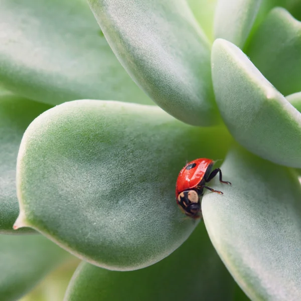 Ladybug on the foliage — Stock Photo, Image