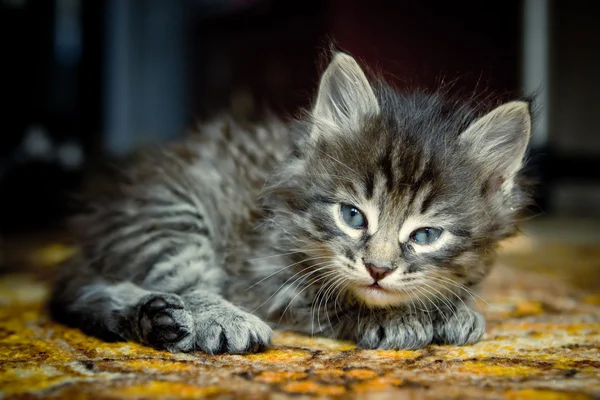 Pretty kitten — Stock Photo, Image