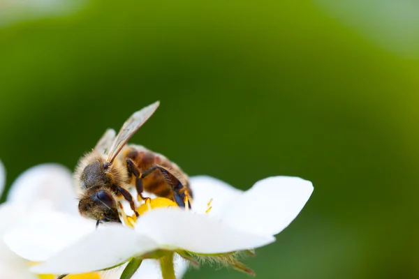 Pracovní včela — Stock fotografie