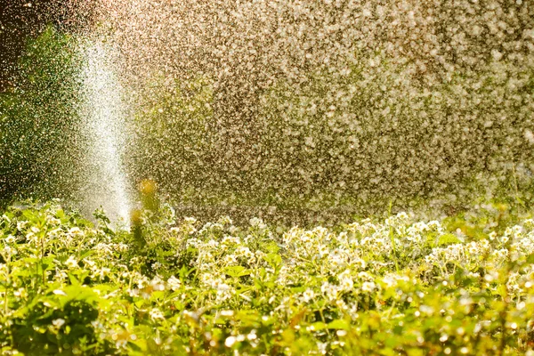 Garden watering with water sprinkler — Stock Photo, Image
