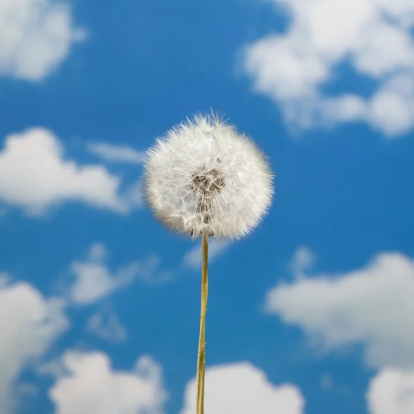 Gökyüzünde karahindiba — Stok fotoğraf