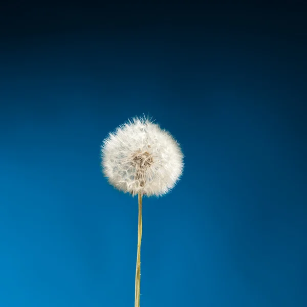 青のタンポポ — ストック写真