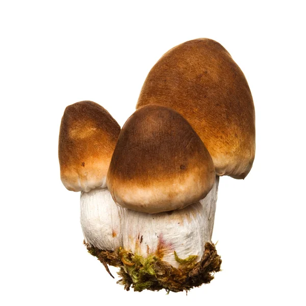 고립 된 버섯의 그룹 — 스톡 사진