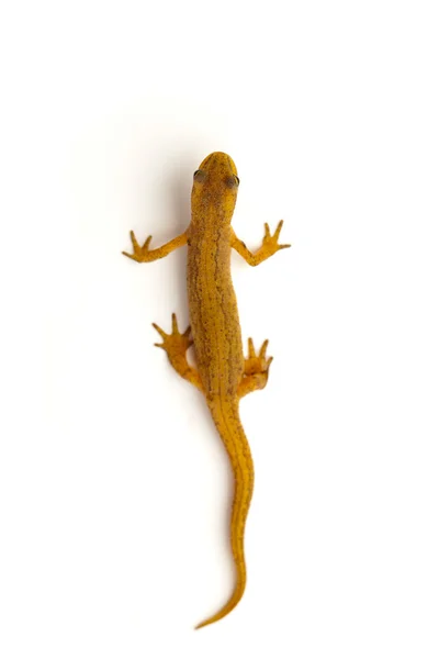 Newt isolated on white — Stock Photo, Image