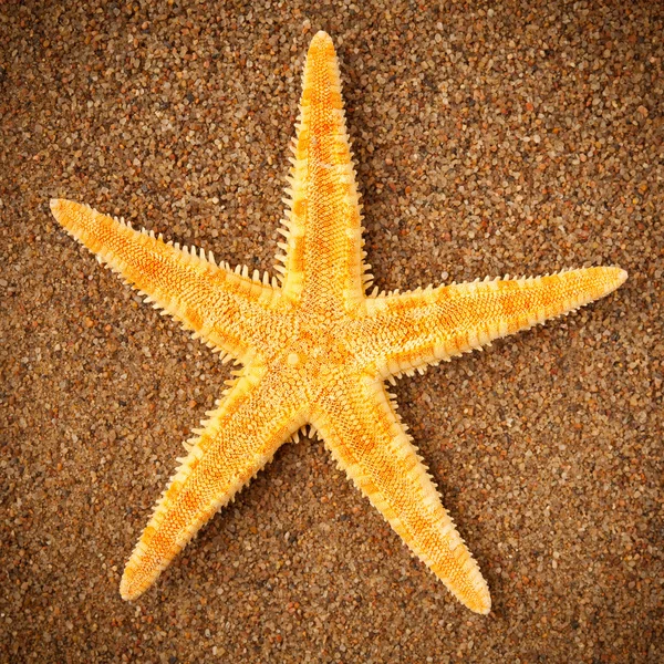Meritähti tai meritähti hiekalla — kuvapankkivalokuva