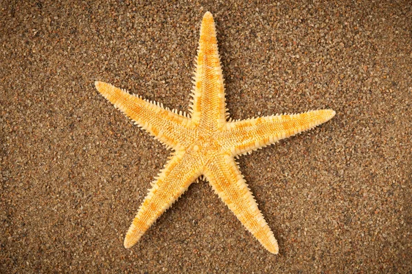 Stelle marine sulla spiaggia di sabbia — Foto Stock