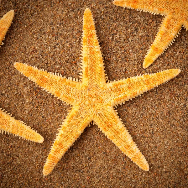 Kumdaki denizyıldızı. — Stok fotoğraf