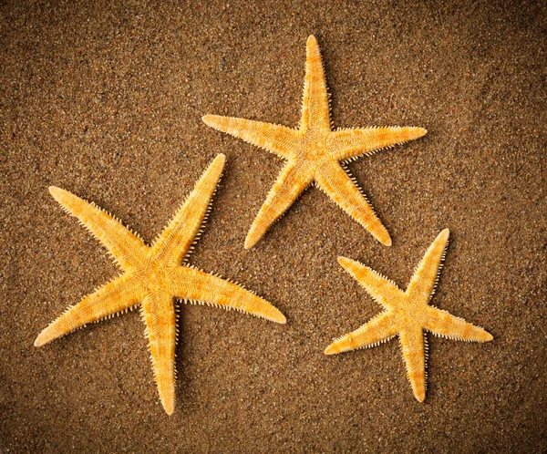 Estrelas do mar ou estrelas do mar na praia — Fotografia de Stock