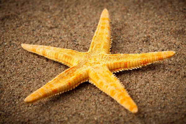 Stella marina o stella marina sulla spiaggia — Foto Stock