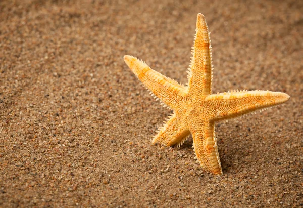 Meritähti hiekkarannalla — kuvapankkivalokuva