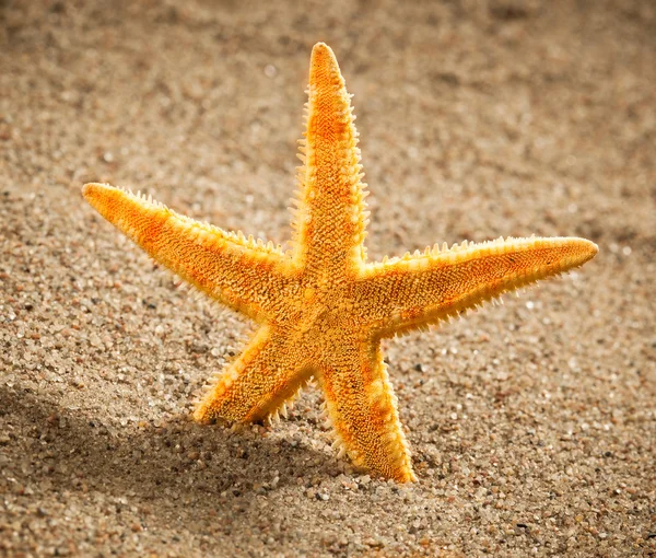 Deniz yıldızı ya da sahilde deniz yıldızı — Stok fotoğraf