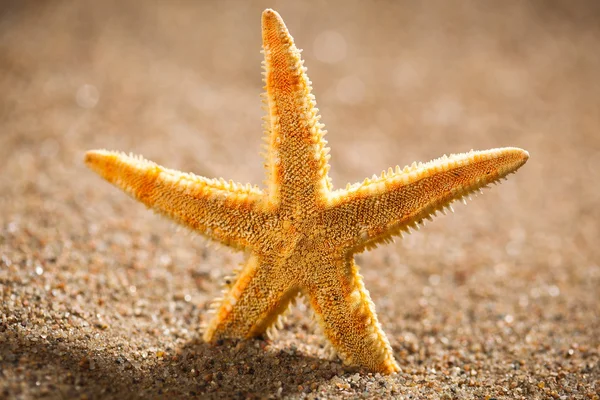 Estrella de mar o estrella de mar en la playa — Foto de Stock