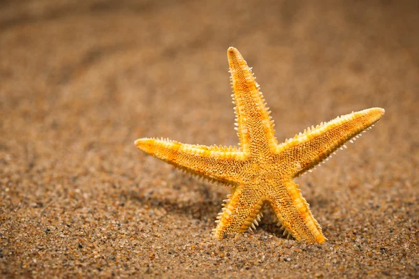 Meritähti hiekkarannalla — kuvapankkivalokuva