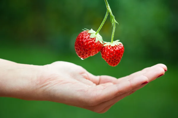 stock image Fresh strawberries