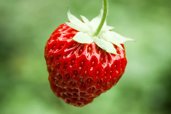 stock image Fresh strawberry
