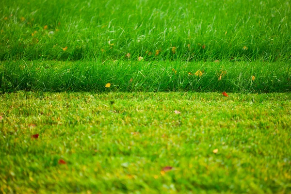 Kapade gräsmatta — Stockfoto