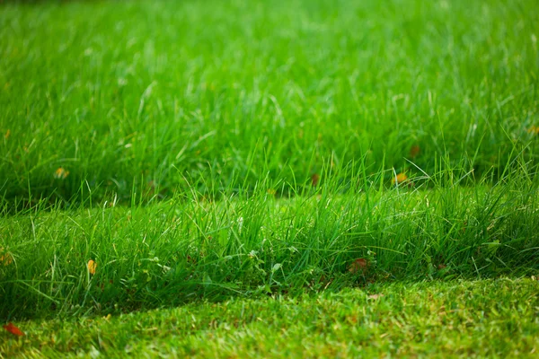 Grüner gemähter Rasen — Stockfoto
