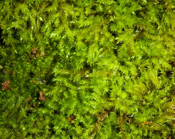 Moss background — Stock Photo, Image