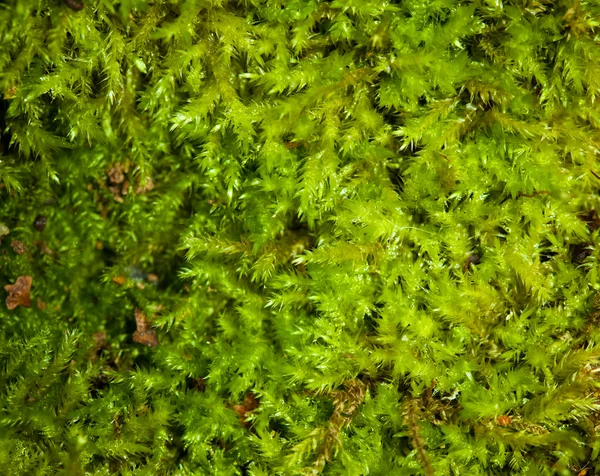 Stock image Moss background