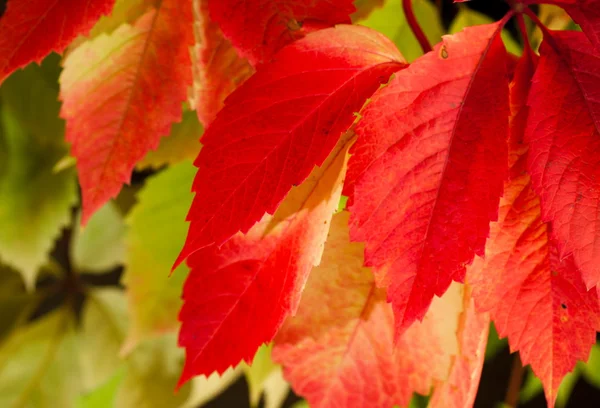 Цветные листья — стоковое фото