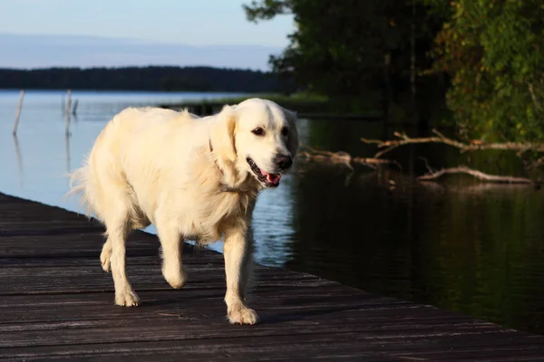 Cão de resgate — Fotografia de Stock