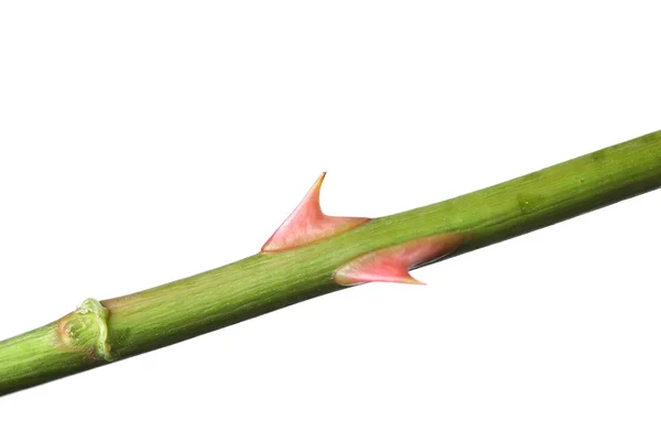 Шип розы на зеленом стебле — стоковое фото