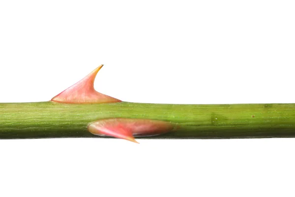 Rosa espinho no caule verde — Fotografia de Stock