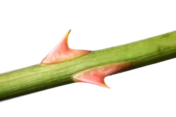 Рожевий шип на зеленому стеблі — стокове фото