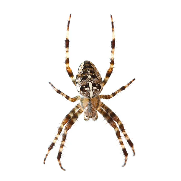 stock image Spider isolated on white