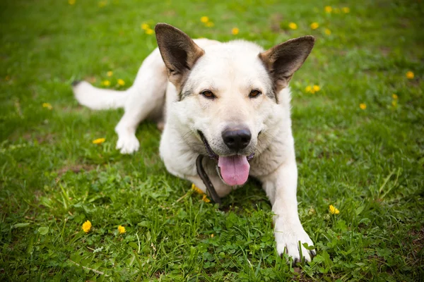 Щасливий собака лежить на газоні — стокове фото