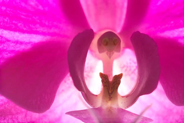 Орхідеї крупним планом — стокове фото
