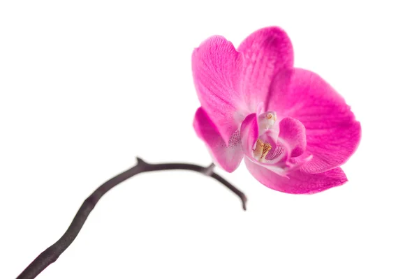 Orkidé isolerad på vitt — Stockfoto