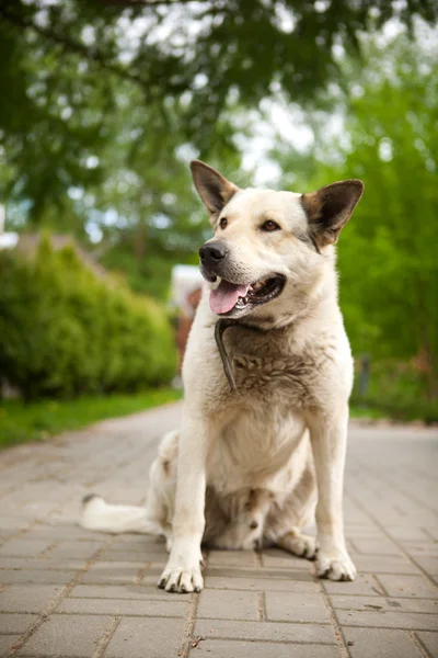 Guard dog — Stock Photo, Image