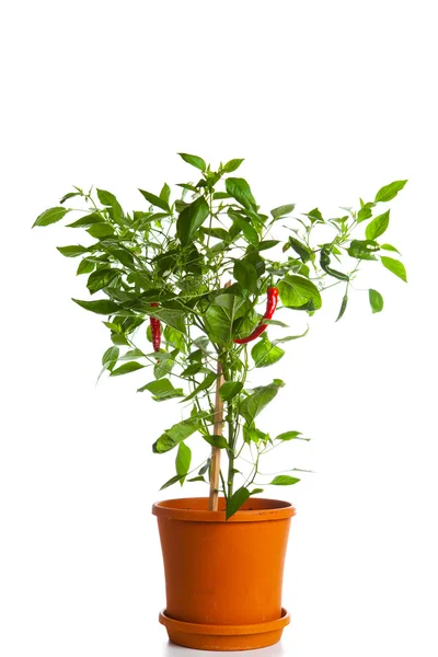 Zelený pepř rostlin — Stock fotografie