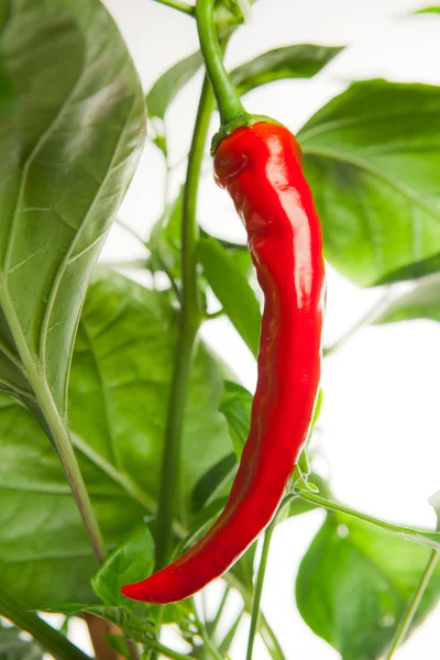Pepper on the plant — Stock Photo, Image