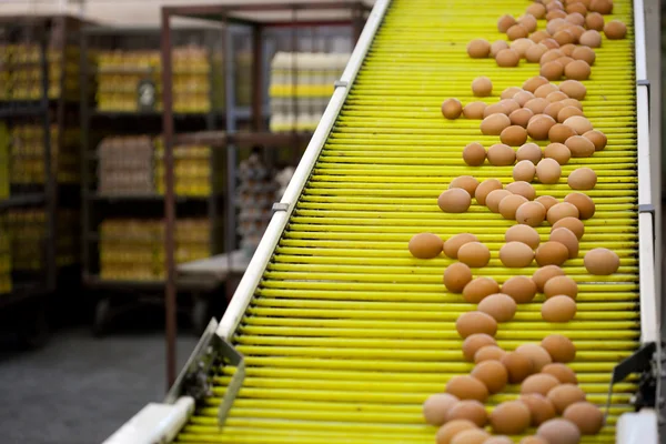 Eggs production line — Stock Photo, Image