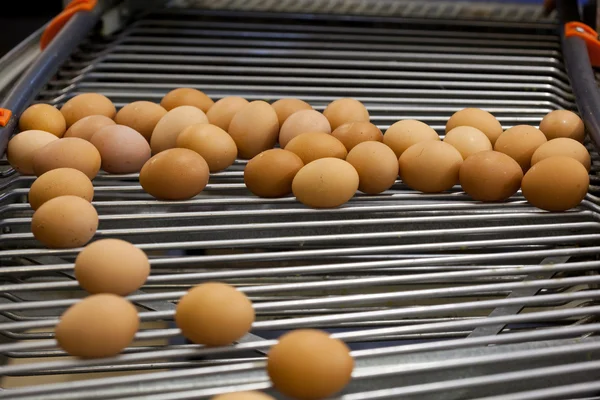 Eggs production line — Stock Photo, Image
