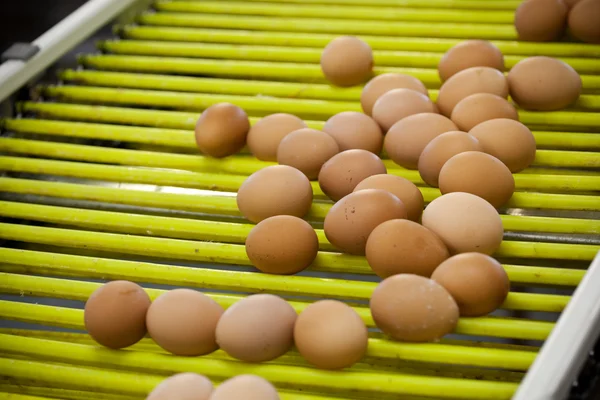 Línea de producción de huevos — Foto de Stock