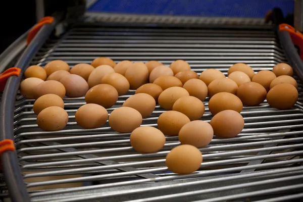 Linea di produzione uova — Foto Stock