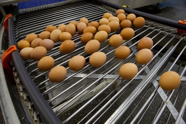 卵の生産ライン — ストック写真