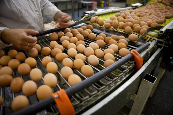 Linea di produzione uova — Foto Stock