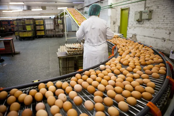 Línea de producción de huevos —  Fotos de Stock