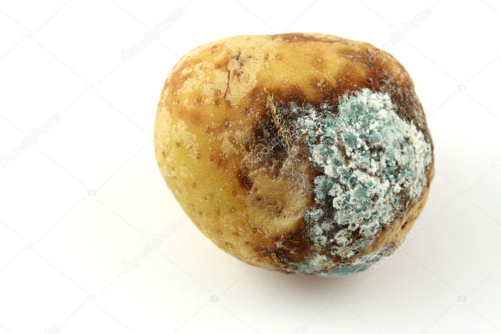 Infected potatoe with mold