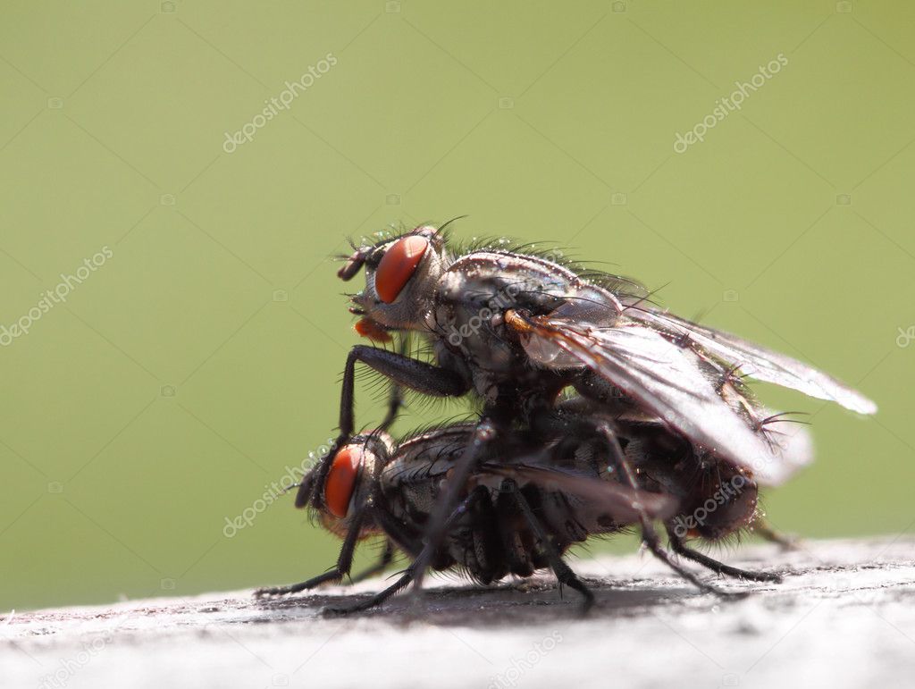 Closeup of two mating flies